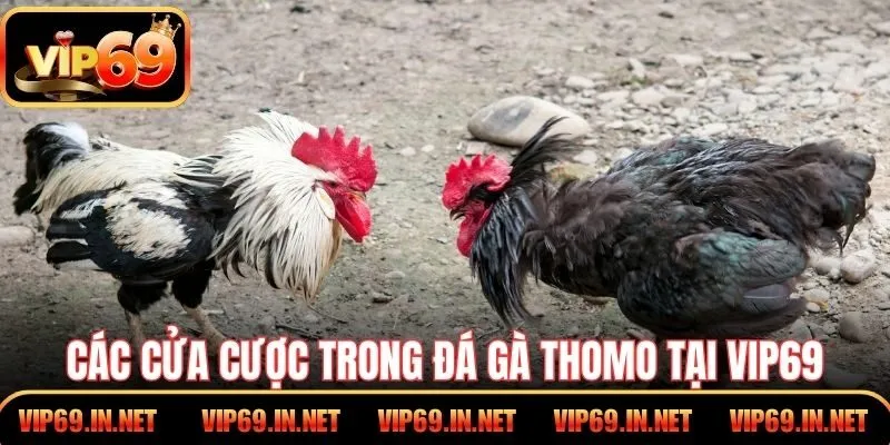Các cửa cược trong đá gà Thomo 
