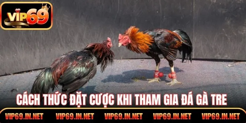 Cách thức đặt cược cơ bản khi tham gia đá gà tre của VIP69