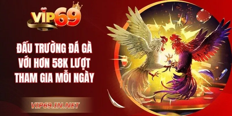 Đấu trường đá gà với hơn 58K lượt tham gia mỗi ngày