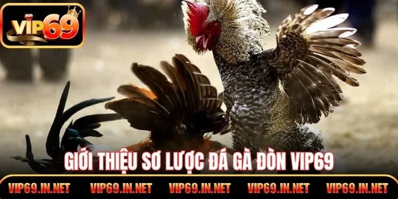 Giới thiệu sơ lược đá gà đòn VIP69